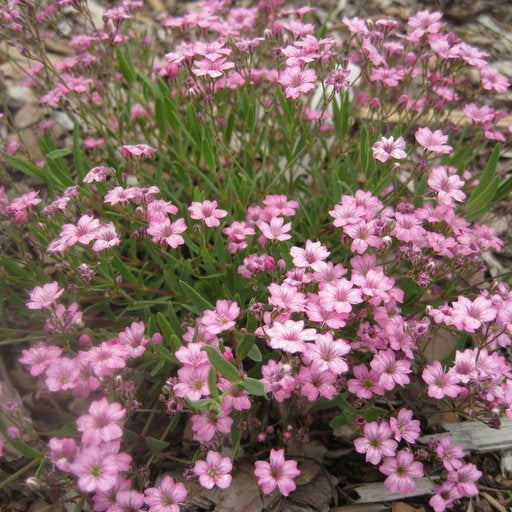 Floarea miresei târâtor - Gypsophilla repens Filou Rose