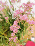 Floarea miresei târâtor - Gypsophilla repens Filou Rose