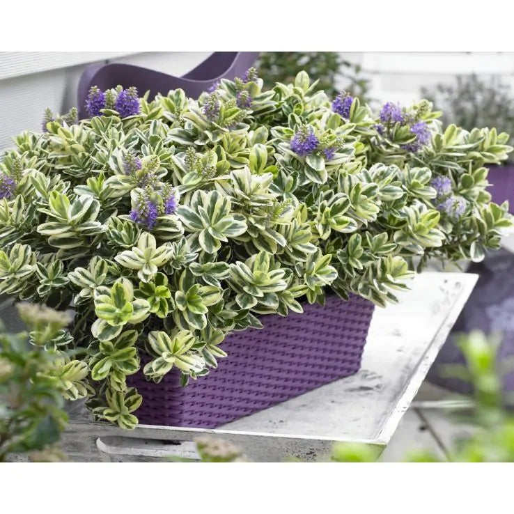 Hebe - Hebe andersonii ‘Autumn Colours Katrine’