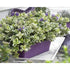 Hebe - Hebe andersonii ‘Autumn Colours Katrine’