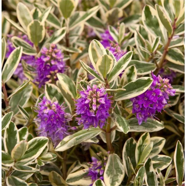 Hebe - Hebe andersonii ‘Autumn Colours Katrine’