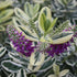 Hebe - Hebe andersonii ‘Autumn Colours Katrine’