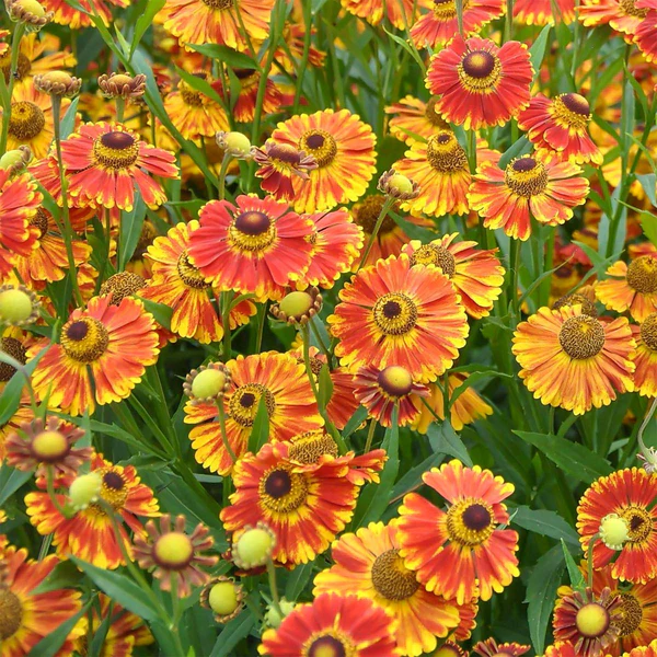 Floarea soarelui de toamnă - Helenium autumnale Mariachi Fuego