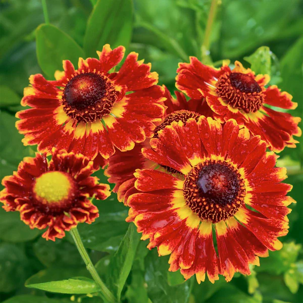 Floarea soarelui de toamnă - Helenium autumnale Mariachi Fuego