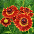 Floarea soarelui de toamnă - Helenium autumnale Mariachi Fuego