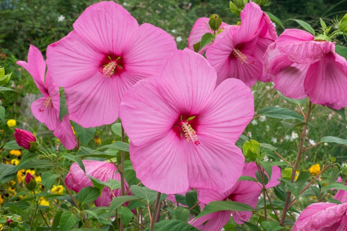 Hibiscus moscheutos Luna™ Rose