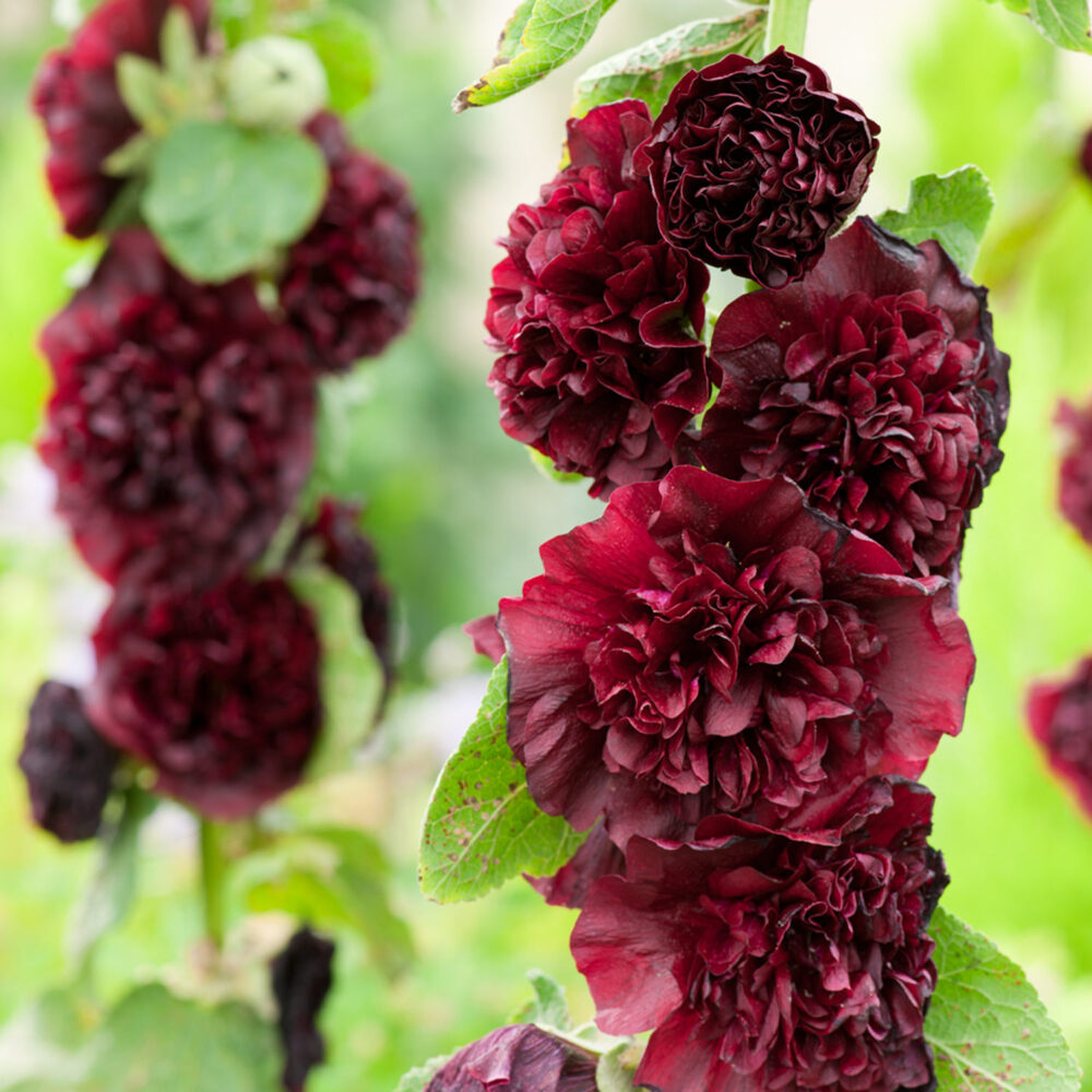 Nalba de grădină cu flori duble - Alcea rosea Chaters Double Purple
