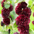 Nalba de grădină cu flori duble - Alcea rosea Chaters Double Purple
