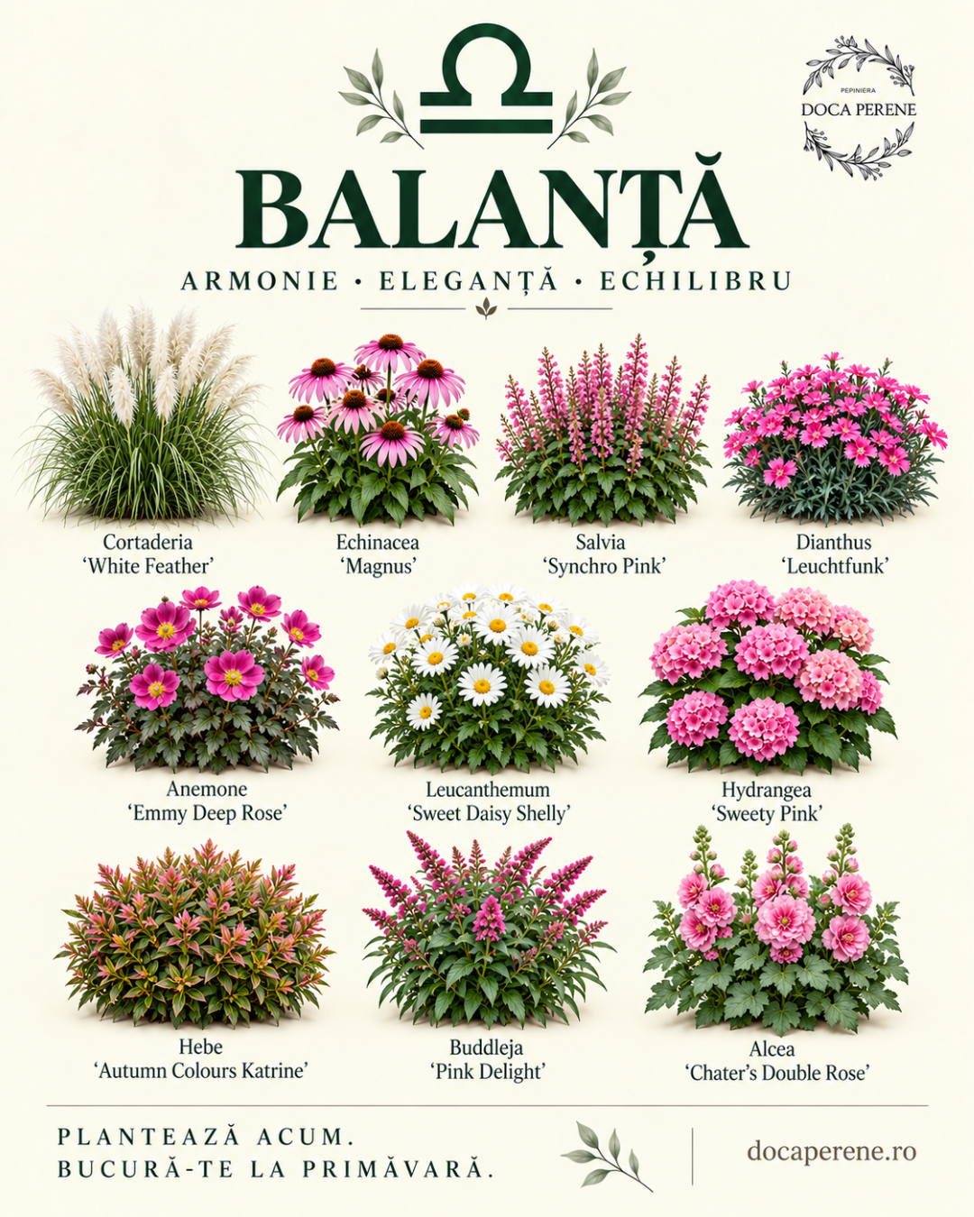 Perene pentru BALANTA