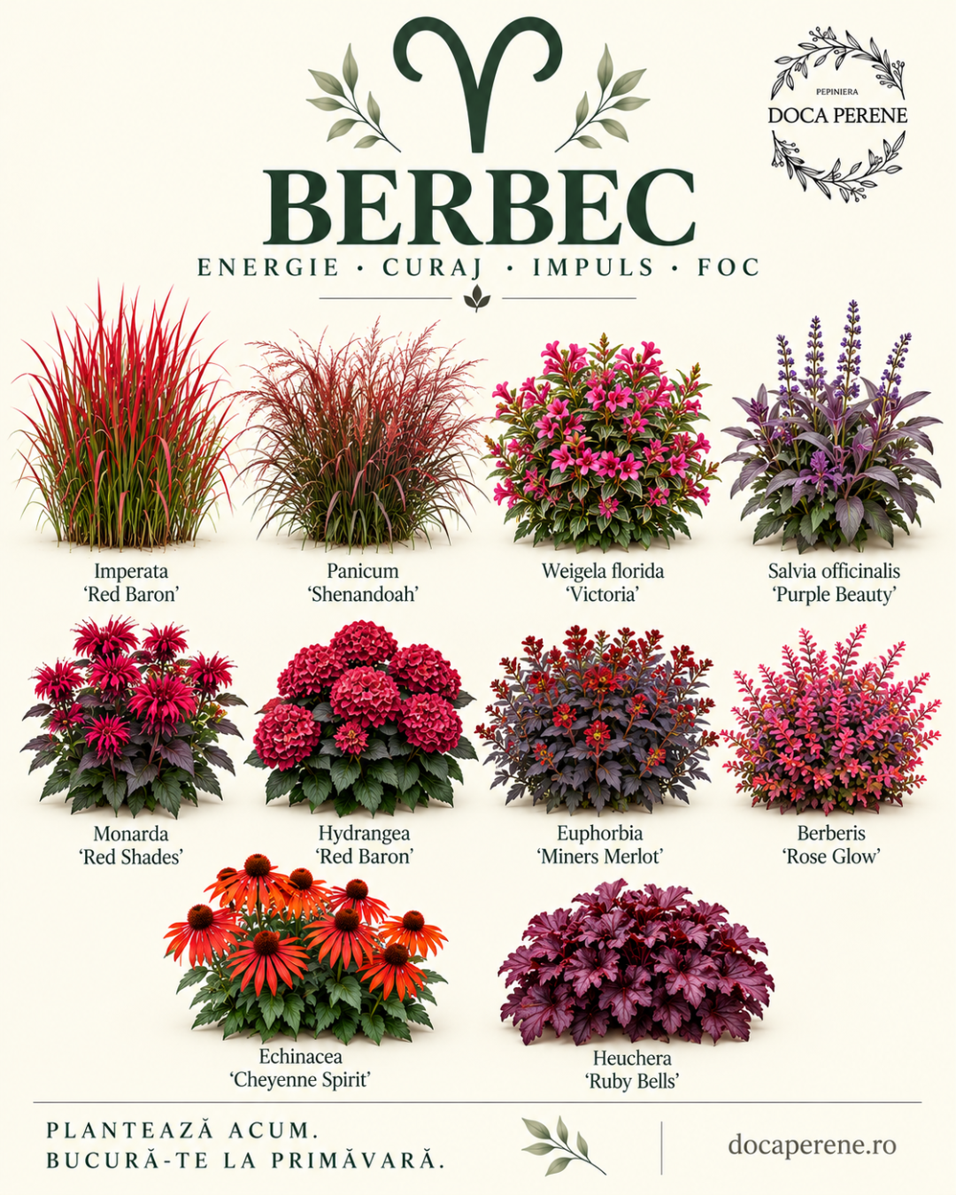 Perene pentru BERBEC