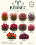 Perene pentru BERBEC