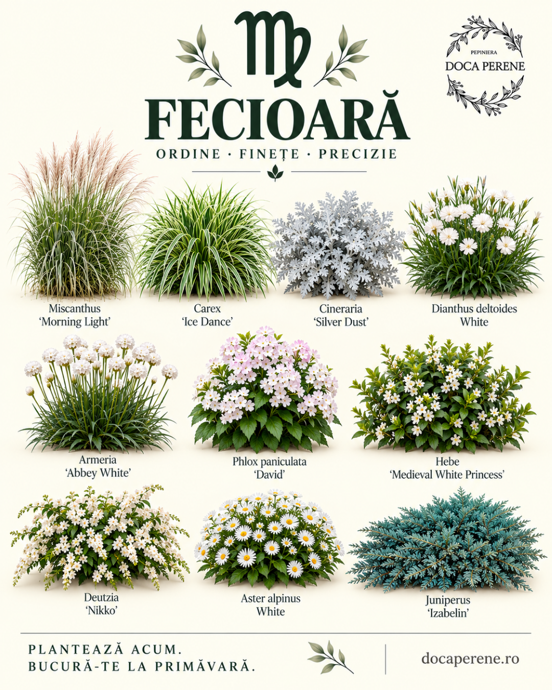 Perene pentru FECIOARĂ