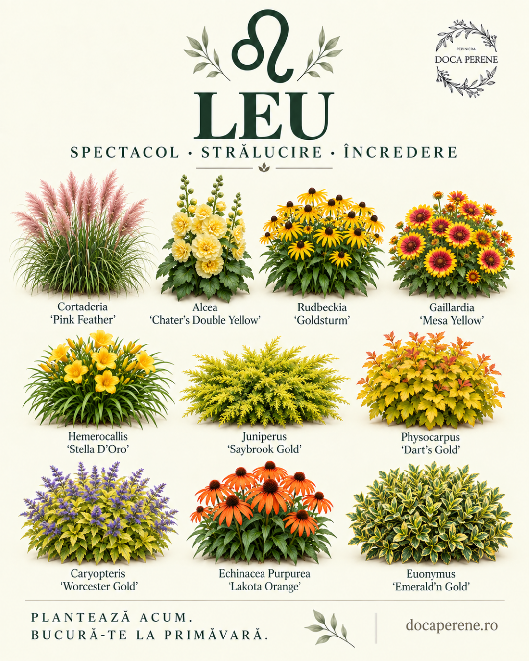 Perene pentru LEU