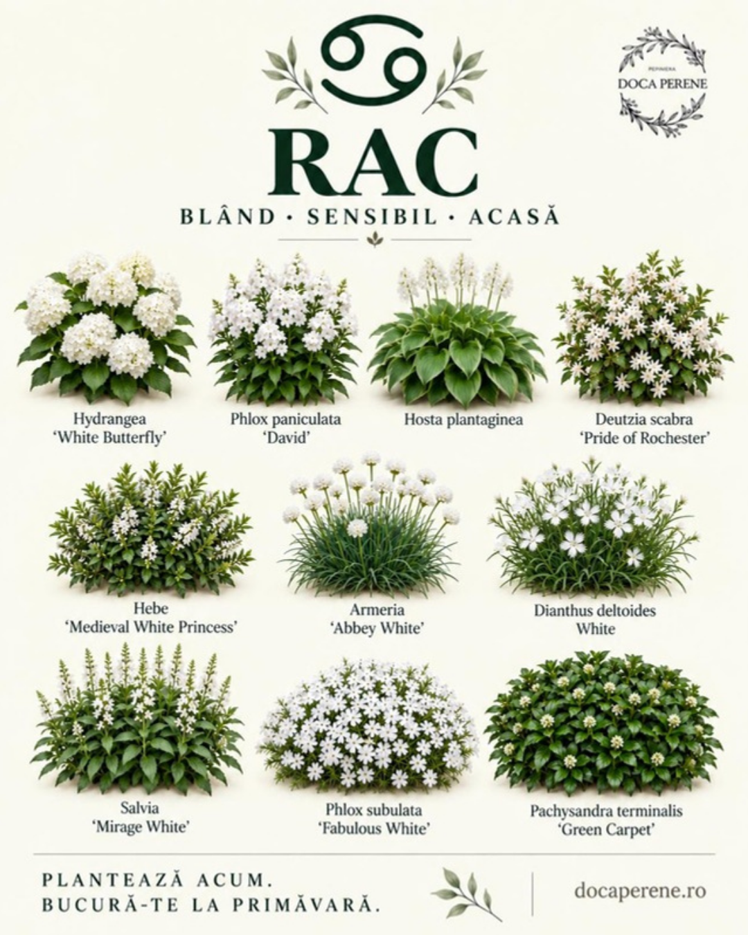 Perene pentru RAC – 10 plante albe și verzi: hortensie, brumărele, Hosta plantaginea, Deutzia, Hebe, Armeria, garofițe, salvie, Phlox pitic, Pachysandra
