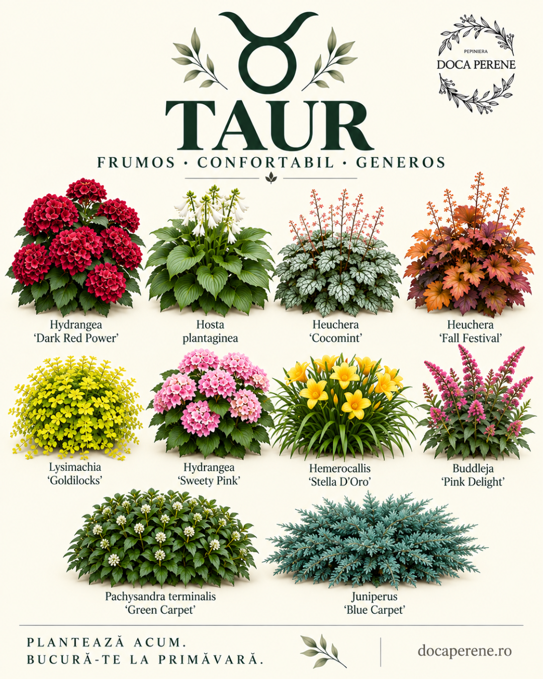 Perene pentru TAUR