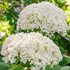 Hortensia 'Annabelle' - Hydrangea Arborescens Annabelle - DocaPerene