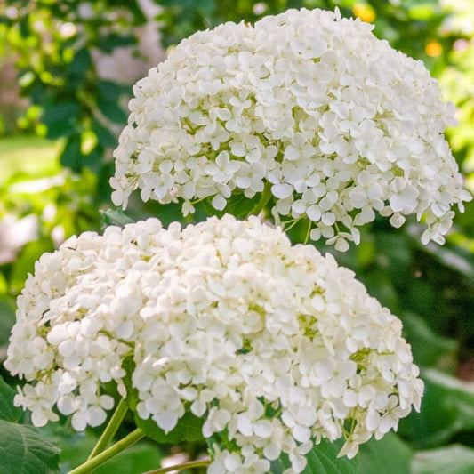 Hortensia 'Annabelle' - Hydrangea arborescens Annabelle