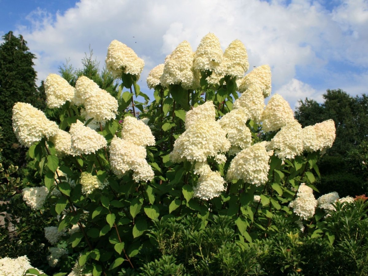 Hortensia Grandiflora - Hydrangea Paniculata 'Grandiflora' - DocaPerene
