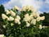 Hortensia Grandiflora - Hydrangea Paniculata 'Grandiflora' - DocaPerene