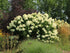 Hortensia Grandiflora - Hydrangea Paniculata 'Grandiflora' - DocaPerene