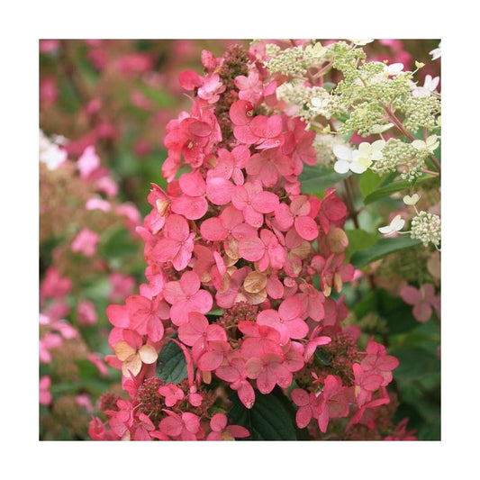 Hortensie 'Pink Diamond - Hydrangea paniculata 'Pink Diamond'