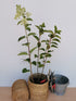 Hortensia Silver Dollar - Hydrangea Paniculata 'Silver Dollar' - DocaPerene