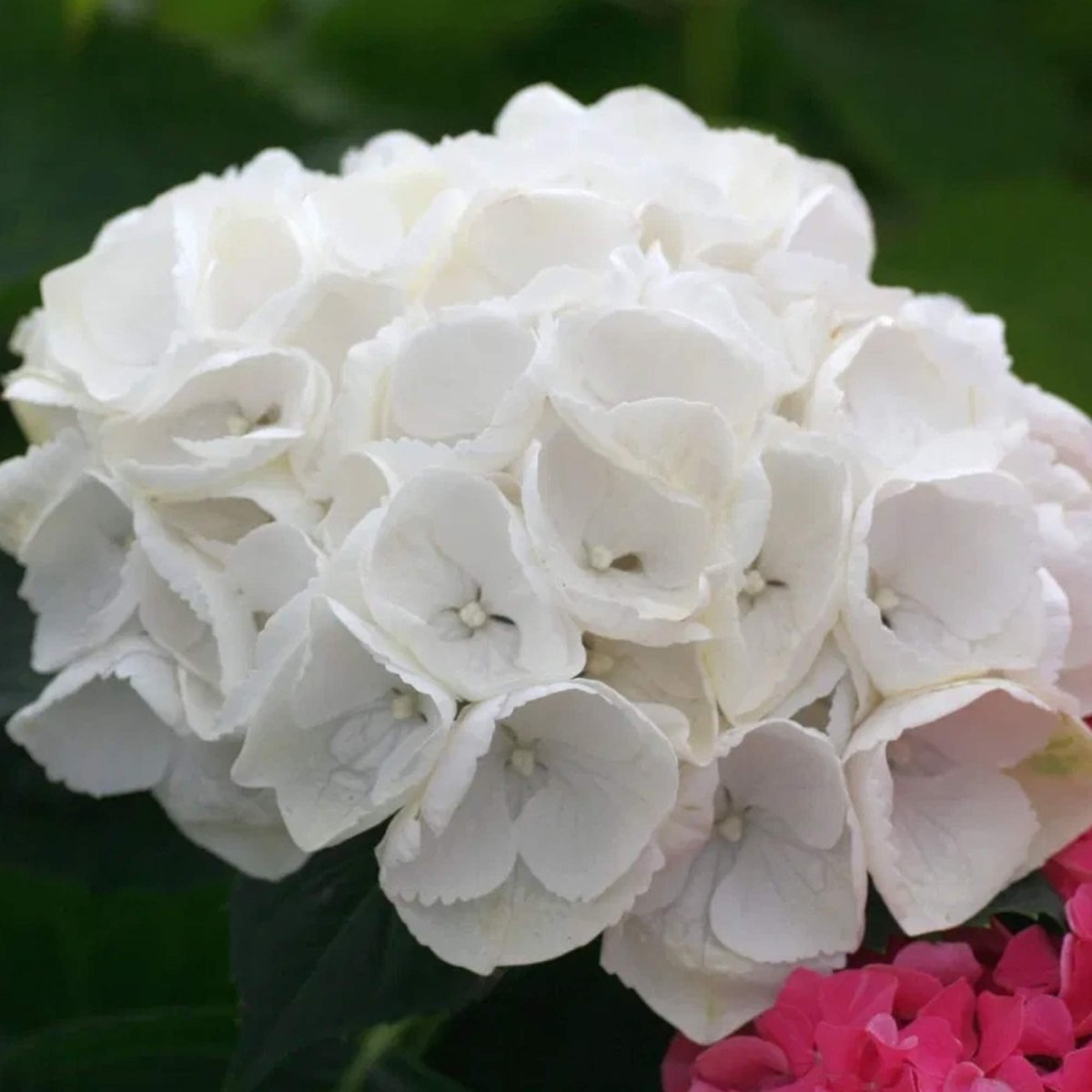 Hortensie cu flori albe - Hydrangea macrophylla White Butterfly - DocaPerene