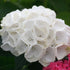 Hortensie cu flori albe - Hydrangea macrophylla White Butterfly - DocaPerene