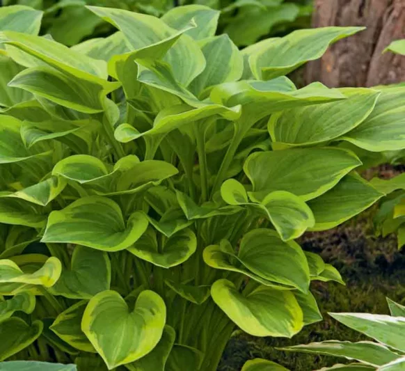 Crin de umbră – Hosta hybrid  Golden Tiara