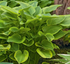 Crin de umbră – Hosta hybrid  Golden Tiara
