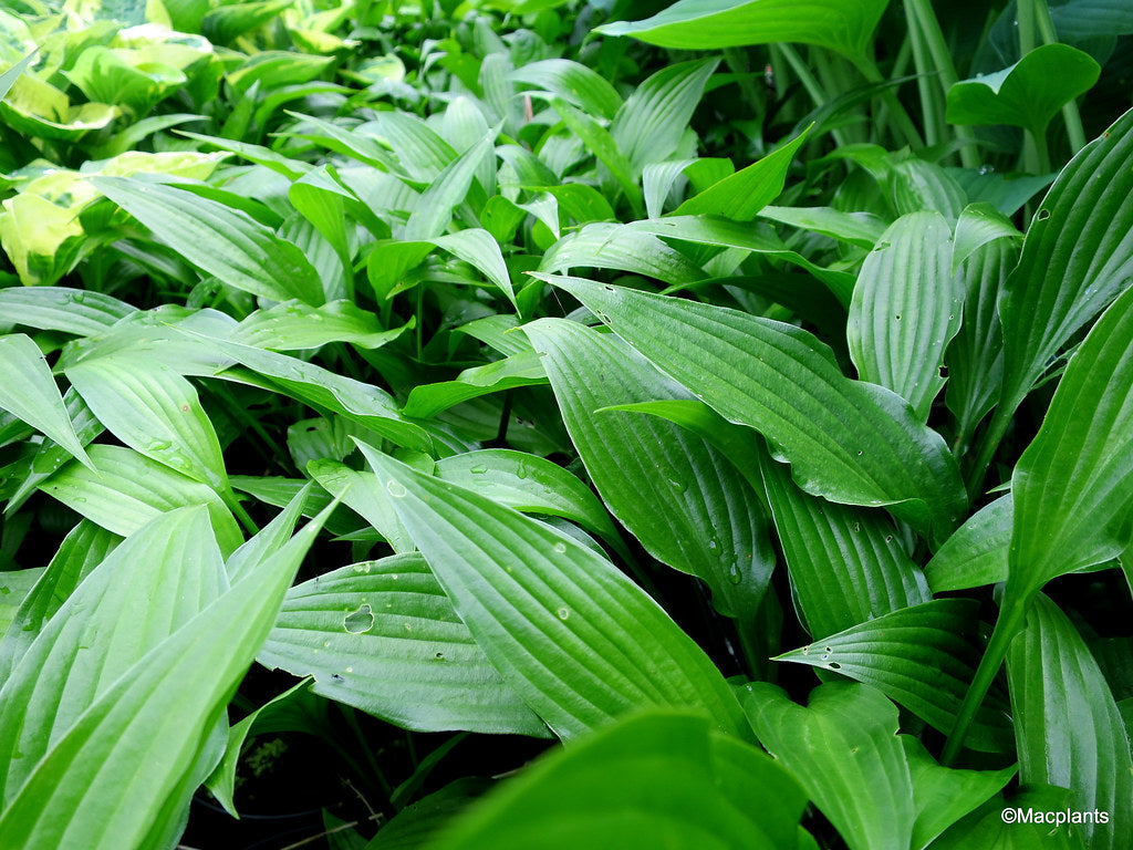 Crin de umbră - Hosta lancifolia