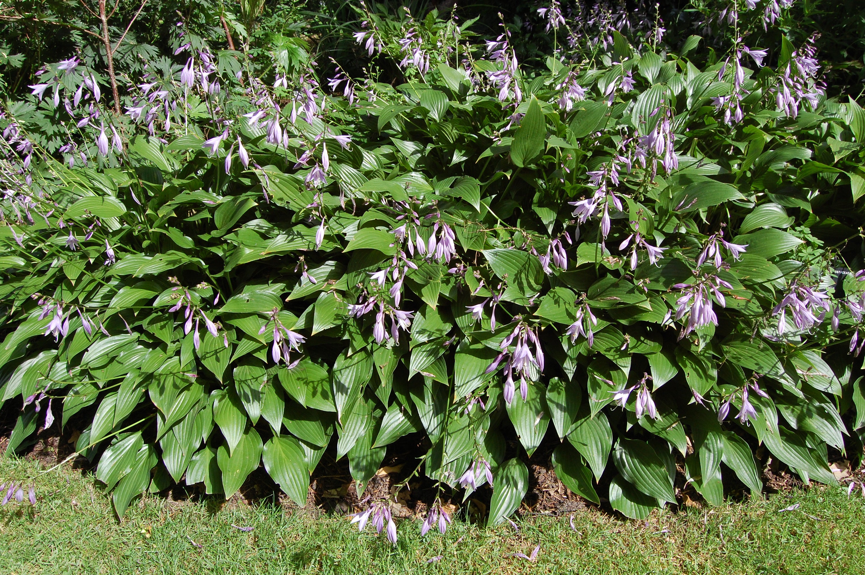 Crin de umbră - Hosta lancifolia