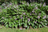 Crin de umbră - Hosta lancifolia