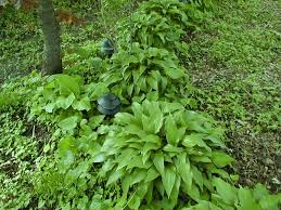 Crin de umbră - Hosta lancifolia