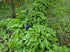 Crin de umbră - Hosta lancifolia