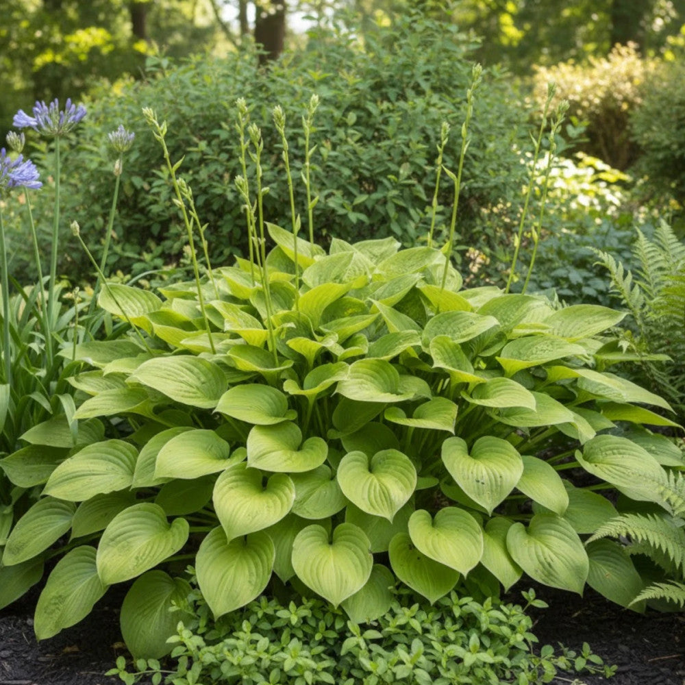 Crin de umbră- Hosta plantaginea