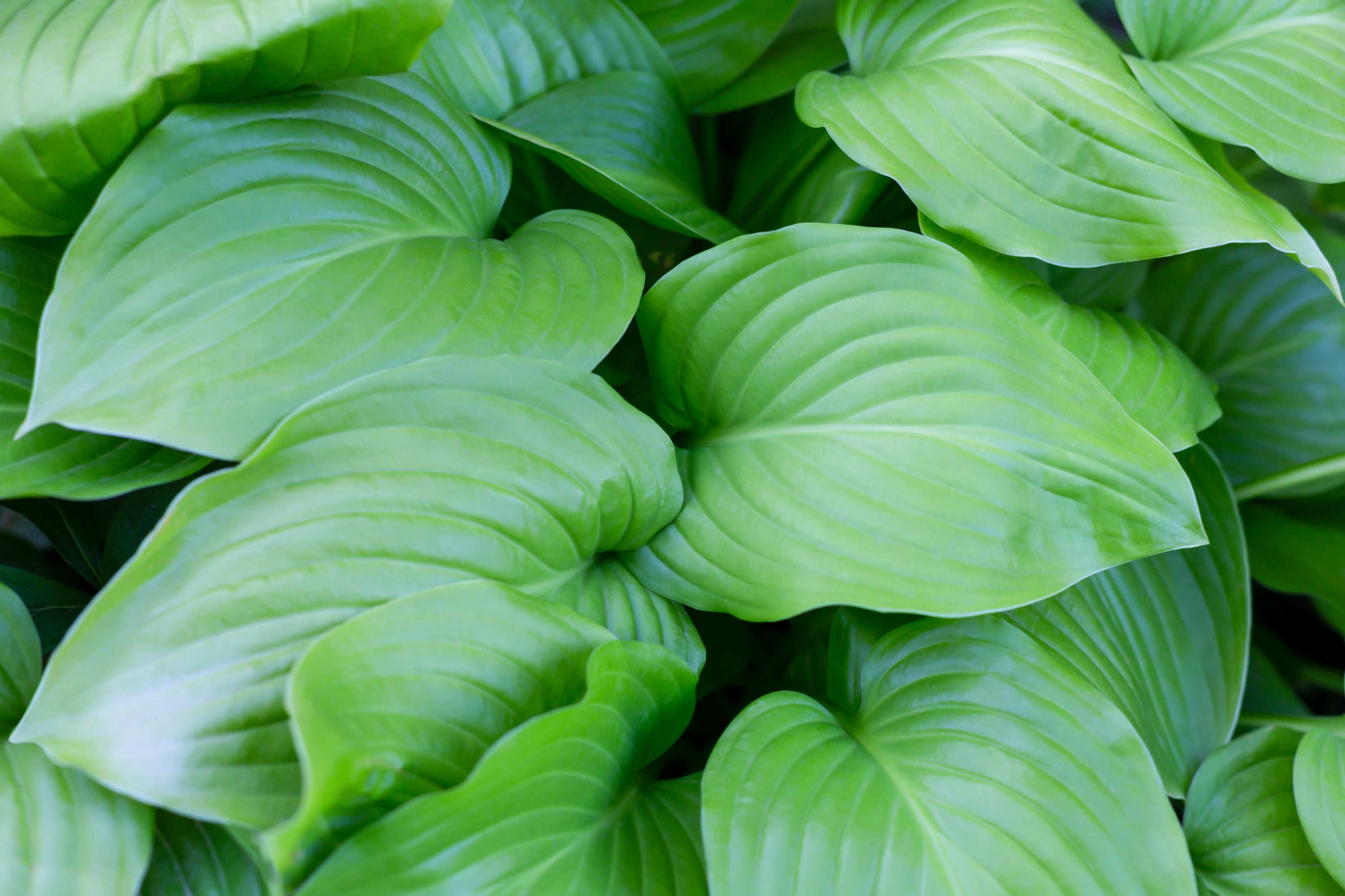 Crin de umbră- Hosta plantaginea