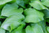 Crin de umbră- Hosta plantaginea