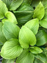 Crin de umbră- Hosta plantaginea