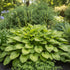 Crin de umbră- Hosta plantaginea