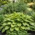 Crin de umbră - Hosta plantaginea - DocaPerene