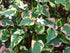 Plantă cameleon - Houttuynia cordata 'Chameleon'