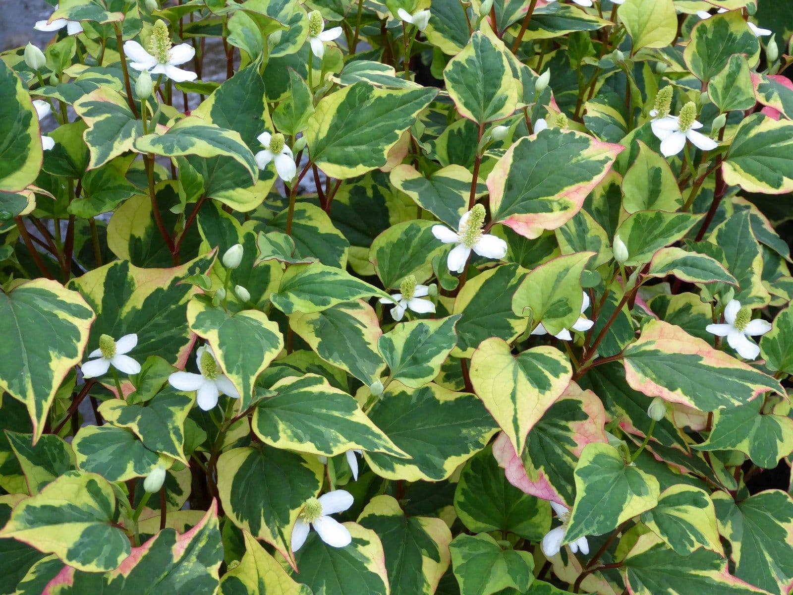 Plantă cameleon - Houttuynia cordata 'Chameleon'