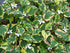 Plantă cameleon - Houttuynia cordata 'Chameleon'