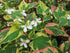 Plantă cameleon - Houttuynia cordata 'Chameleon'