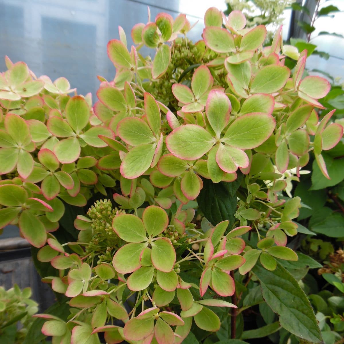 Hortensie 'Pastelgreen' - Hydrangea Paniculata Pastelgreen®