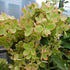 Hortensie 'Pastelgreen' - Hydrangea Paniculata Pastelgreen®