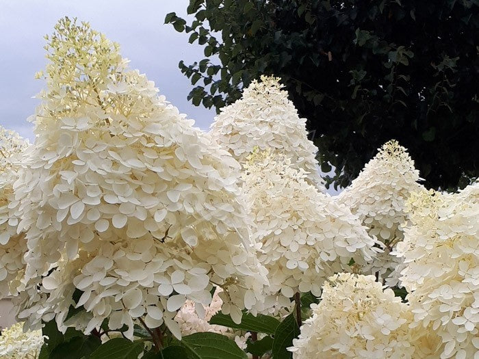 Hortensie 'Pastelgreen - Hydrangea paniculata Pastelgreen®