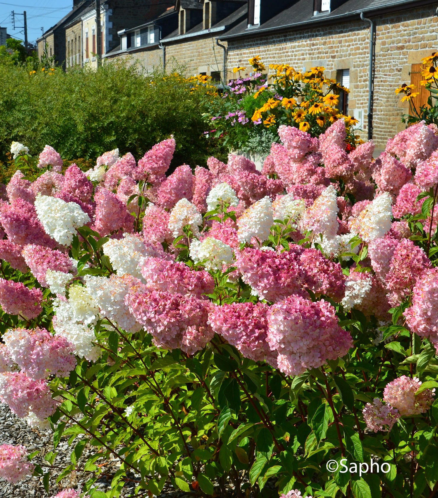 Hortensie 'Vanille Fraise' - Hydrangea Paniculata 'Vanille Fraise'