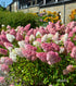 Hortensie 'Vanille Fraise' - Hydrangea Paniculata 'Vanille Fraise'